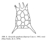 Keratella quadrata dispersa