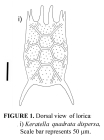 Keratella quadrata dispersa