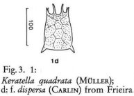 Keratella quadrata dispersa