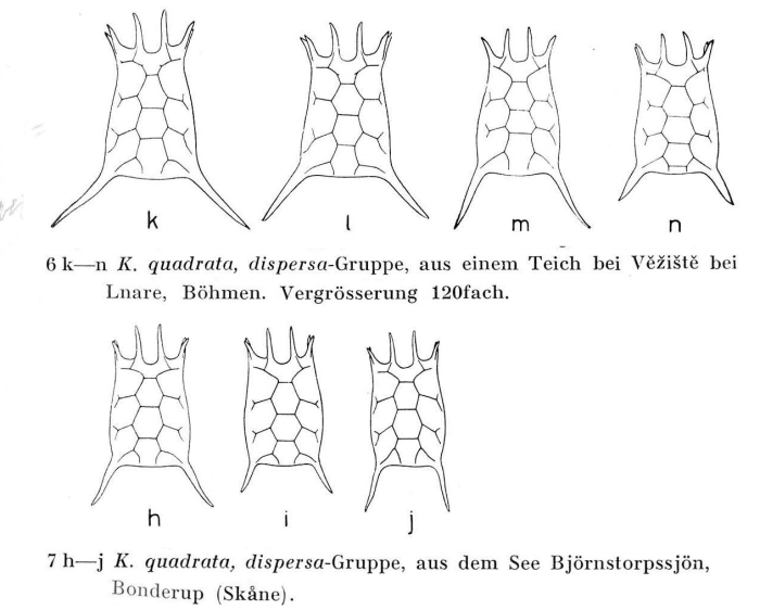 Keratella quadrata dispersa - Original description image
