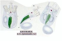 Keratella quadrata f. araneosa