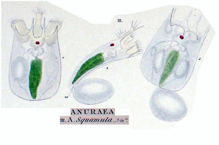 Keratella quadrata f. araneosa Keratella quadrata f. araneosa