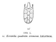 Keratella quadrata f. araneosa