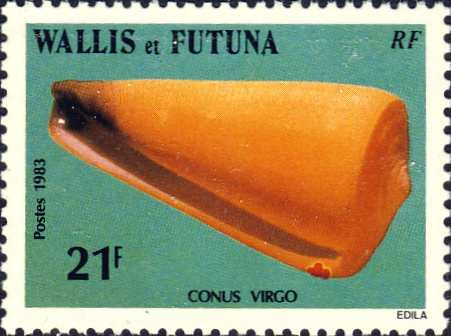 Conus virgo Conus virgo