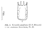 Keratella quadrata f. araneosa