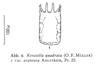 Keratella quadrata f. araneosa