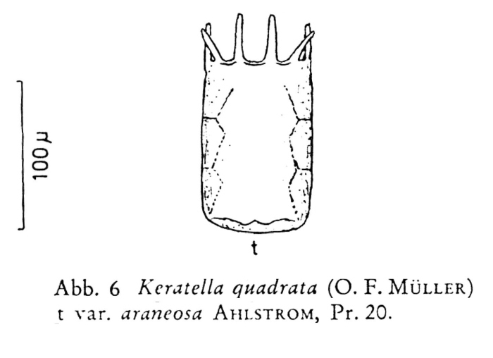 Keratella quadrata f. araneosa Keratella quadrata f. araneosa