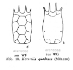 Keratella quadrata f. araneosa