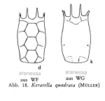 Keratella quadrata f. araneosa