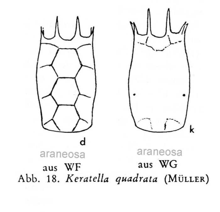 Keratella quadrata f. araneosa Keratella quadrata f. araneosa
