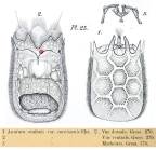 Keratella quadrata f. araneosa