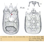Keratella quadrata f. araneosa
