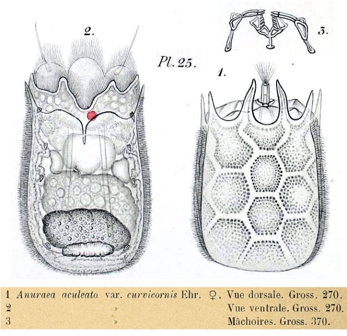 Keratella quadrata f. araneosa Keratella quadrata f. araneosa