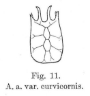 Keratella quadrata f. araneosa