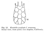 Keratella quadrata f. araneosa - Original description image