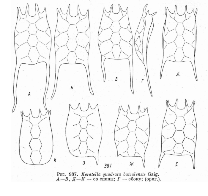 Keratella quadrata f. baicalensis Keratella quadrata f. baicalensis
