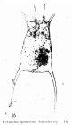 Keratella quadrata f. baicalensis