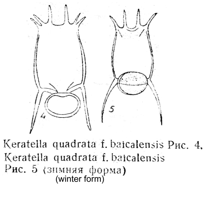 Keratella quadrata f. baicalensis - Original description image