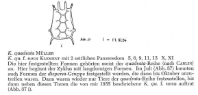 Keratella quadrata f. klementi