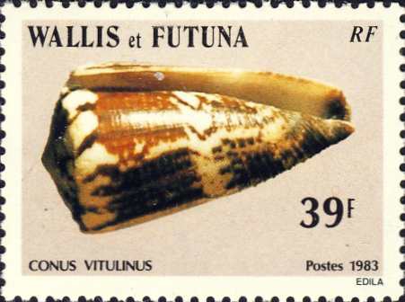 Conus vitulinus Conus vitulinus