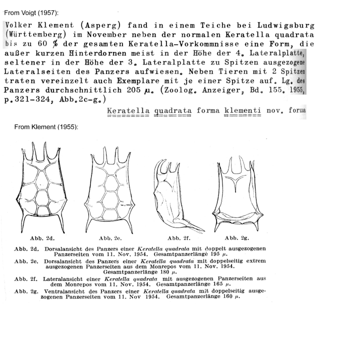 Keratella quadrata f. klementi - Original description image