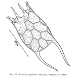 Keratella quadrata f. reticulata