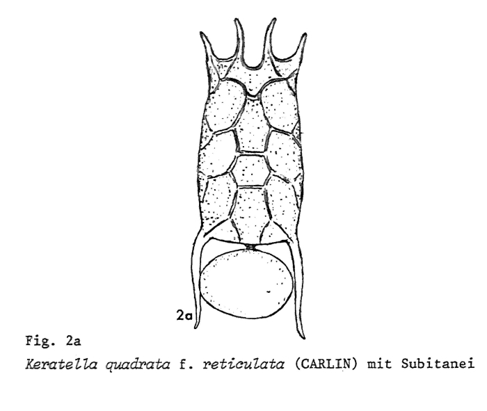 Keratella quadrata f. reticulata Keratella quadrata f. reticulata