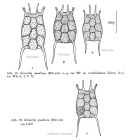 Keratella quadrata f. reticulata