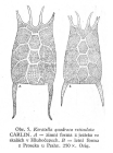 Keratella quadrata f. reticulata