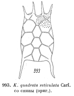 Keratella quadrata f. reticulata