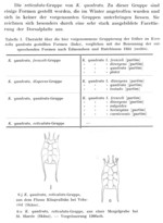 Keratella quadrata f. reticulata - Original description image