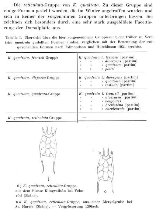 Keratella quadrata f. reticulata - Original description image