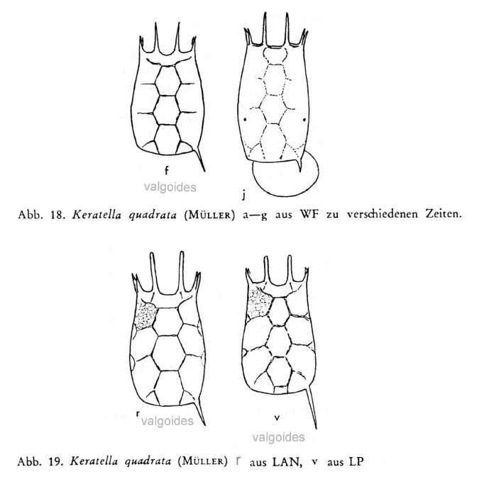 Keratella quadrata f. valgoides
