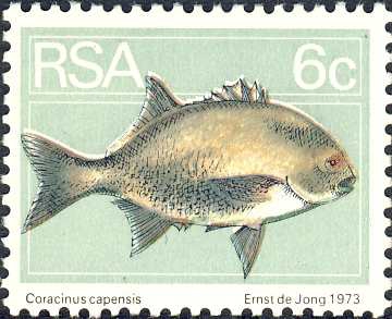 Coracinus capensis Coracinus capensis