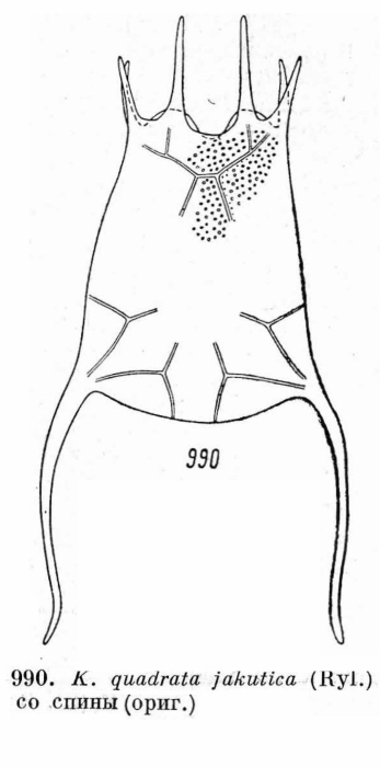 Keratella quadrata jakutica
