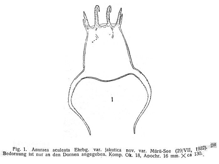 Keratella quadrata jakutica - Original description image