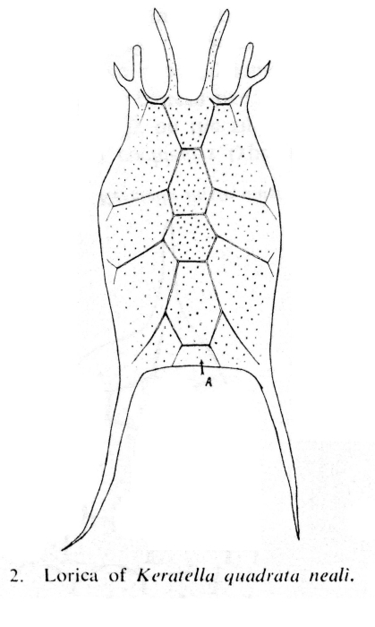 Keratella quadrata neali - Original description image