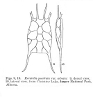 Keratella quadrata var. adnata - Original description image
