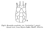 Keratella quadrata var. brevispina f. gossei - Original description image