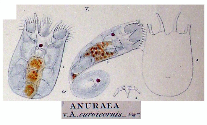 Keratella quadrata var. curvicornis