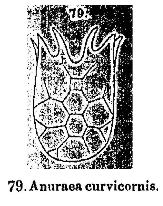 Keratella quadrata var. curvicornis