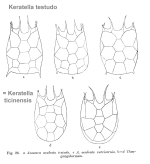 Keratella quadrata var. curvicornis