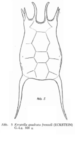 Keratella quadrata var. frenzeli
