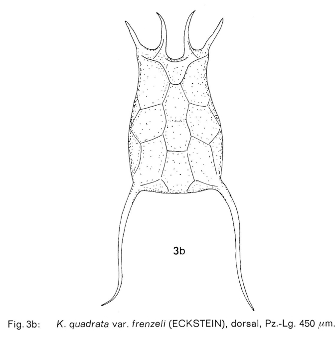 Keratella quadrata var. frenzeli Keratella quadrata var. frenzeli