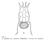 Keratella quadrata var. frenzeli