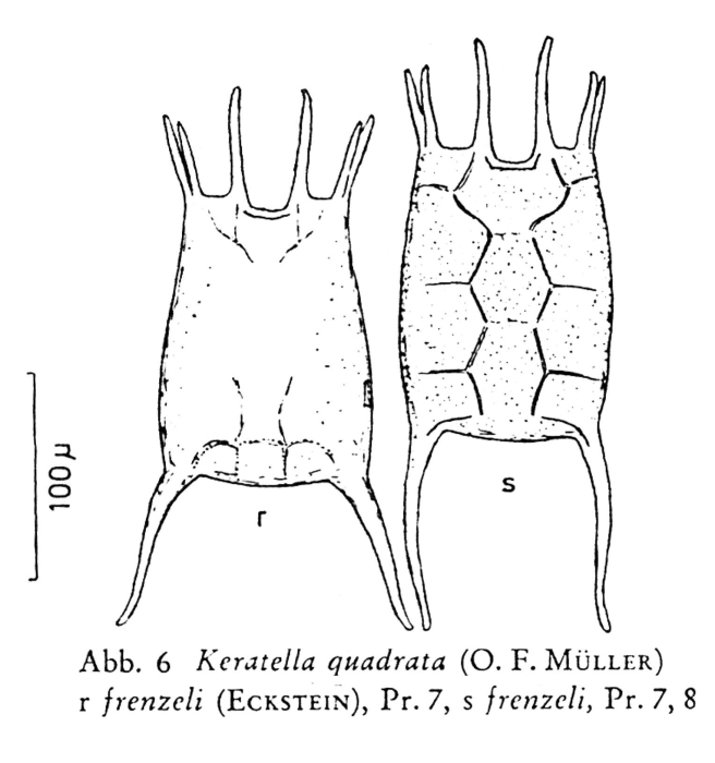 Keratella quadrata var. frenzeli Keratella quadrata var. frenzeli