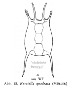 Keratella quadrata var. frenzeli