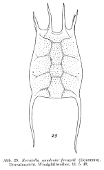 Keratella quadrata var. frenzeli