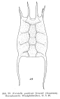 Keratella quadrata var. frenzeli
