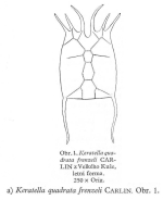 Keratella quadrata var. frenzeli